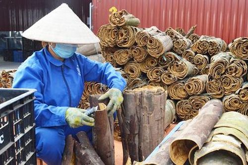 Trồng quế bán khắp thế giới, nông dân Yên Bái ngày càng giàu lên
