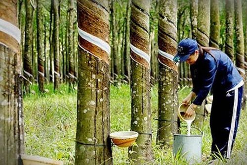 Lãi ròng quý 1/2024 của PHR giảm sâu 66% so với cùng kỳ 2023