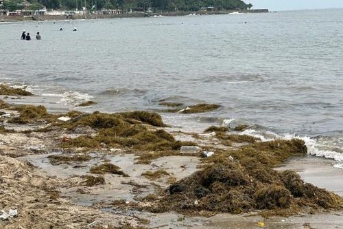 Hàng trăm tấn rong lạ bất ngờ đổ bộ bãi biển Đồ Sơn