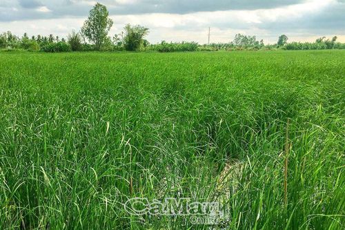 Giữ cây bồn bồn xanh tốt trong mùa hạn