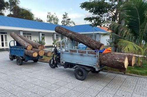 Truy quét 'lâm tặc' trong Khu bảo tồn Bình Châu - Phước Bửu