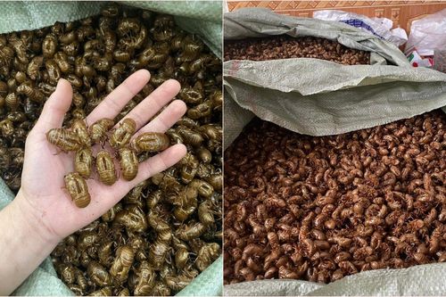 Thương lái bất ngờ thu mua xác ve sầu giá hơn 2 triệu đồng/kg