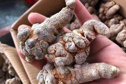 Loại rễ cây 'quý như vàng' giúp hỗ trợ điều trị ung thư