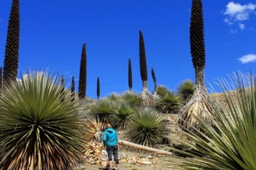 Chiêm ngưỡng 'Nữ hoàng Andes' 100 năm ra hoa một lần
