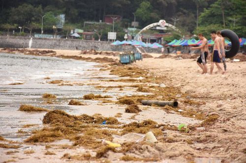 Trăm tấn rong biển bủa vây bãi tắm Đồ Sơn