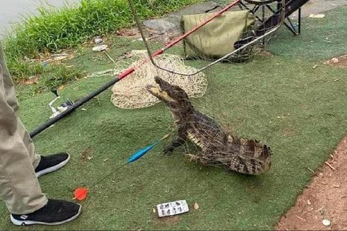 Hà Nội chưa xác định được nguồn gốc cá sấu xuất hiện ở hồ câu