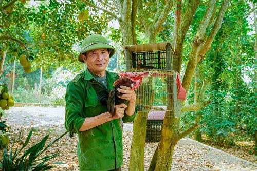 Quảng Bình: lão nông thuần hóa thành công giống gà rừng