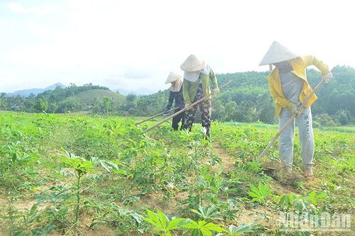 Bệnh khảm lá sắn tiếp tục lan rộng ở Quảng Ngãi