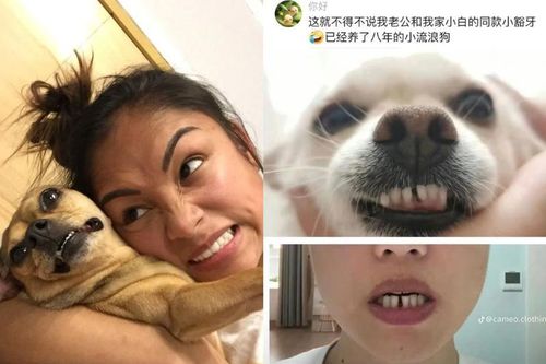 Loạt ảnh minh chứng 'chủ nào chó nấy' khiến ai cũng buồn cười