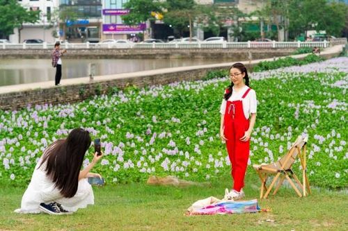 Chiêm ngưỡng cánh đồng hoa lục bình tím tuyệt đẹp ngoại thành Hà Nội