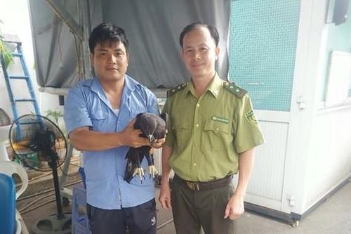 Diều đầu nâu quý hiếm xuất hiện tại một trường học ở TPHCM