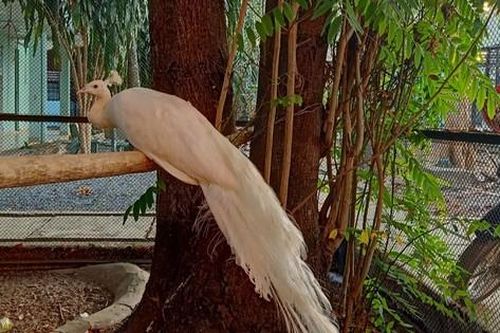 Khổng tước Ấn Độ quý hiếm đậu trên ban công nhà dân ở TPHCM