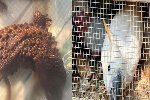 Vận chuyển động vật hoang dã, 3 đối tượng lãnh án tổng cộng 19 năm tù