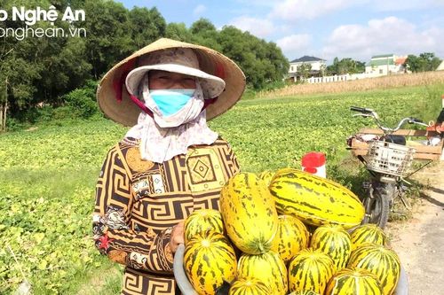 Nắng nóng đầu hè, dưa bở Nghệ An giá cao vẫn 'cháy hàng'