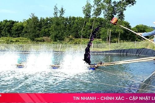 Người nuôi lo chống nóng, phòng dịch bệnh cho tôm