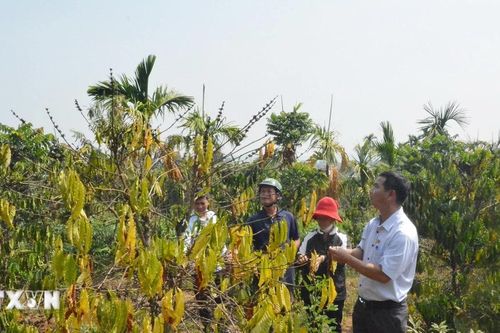 Trên 20.000ha lúa và hoa màu bị ảnh hưởng của hạn hán, thiếu nước