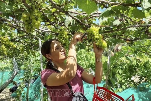 Cấp mã số vùng trồng: Giải pháp mở rộng thị trường, nâng cao giá trị nông sản