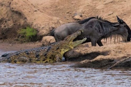 Clip: Cá sấu sông Nile vỡ mộng khi gặp phải một con mồi 'không biết sợ'