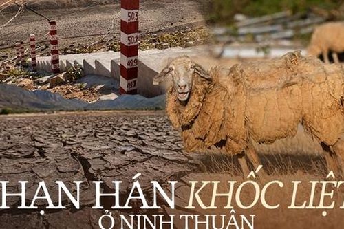 Tận mắt thấy những đàn cừu Ninh Thuận chết khô, hồ nước trơ đáy, nứt nẻ trong hạn hán khốc liệt miền Trung