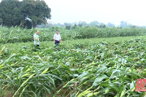 Thọ Xuân: Mưa đá kèm gió mạnh gây thiệt hại cho sản xuất nông nghiệp