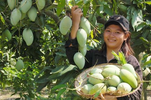 Xuất khẩu nông sản sang Hàn Quốc cần tuân thủ quy định an toàn vệ sinh thực phẩm