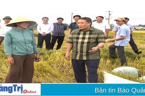 Năng suất thu hoạch lúa toàn tỉnh Quảng Trị đạt 61 tạ/ha