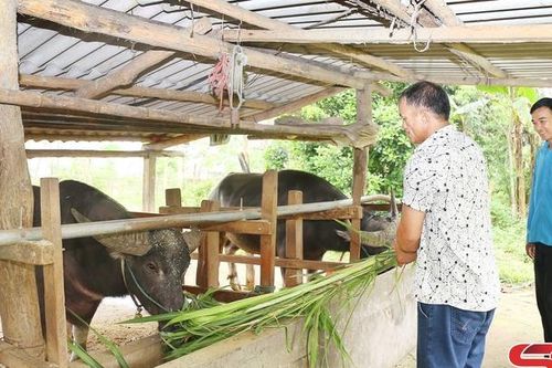 Nông dân Song Khủa làm giàu từ chăn nuôi