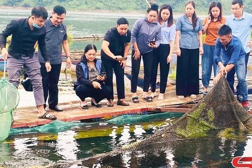 Nuôi cá lăng nha theo tiêu chuẩn VietGAP