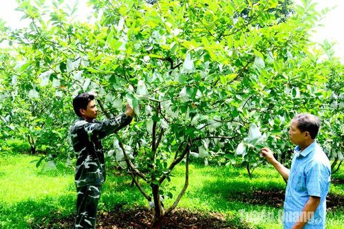 Phát triển đảng viên là Chi hội trưởng nông dân