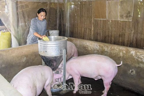 Phòng bệnh cho vật nuôi mùa nắng