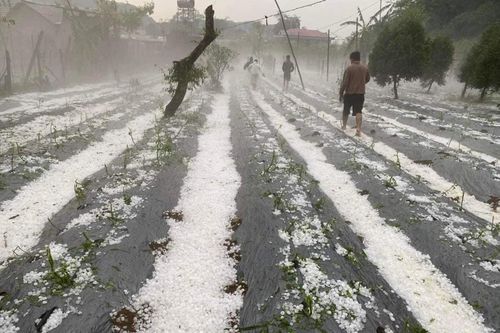 Mưa đá xối xả, phủ trắng nương rẫy và đường đi tại Sơn La