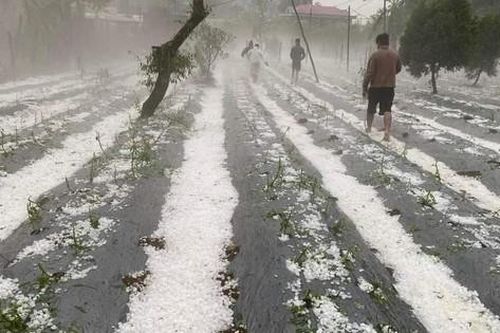 Sơn La: Mưa đá phủ trắng ruộng nương, đường sá, gây thiệt hại lớn