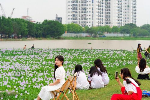 Giới trẻ váy áo xúng xính chụp ảnh cùng hoa bèo tây tím nở rộ ở Thủ đô