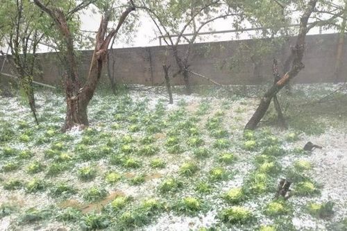 Sơn La: Mưa đá gây thiệt hại lớn về tài sản, hoa màu