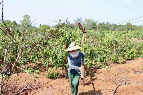Hàng ngàn hộ dân chịu ảnh hưởng bởi tình trạng thiếu nước, hạn hán