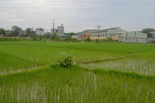 Huyện Sóc Sơn: đề phòng nguy cơ ngập úng 1.200ha sản xuất nông nghiệp ven sông