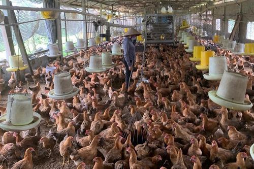 Nông nghiệp Hà Nội duy trì đà tăng trưởng