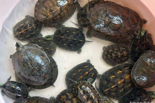Đà Nẵng tiếp nhận nhiều cá thể rùa để trả về môi trường rừng tự nhiên