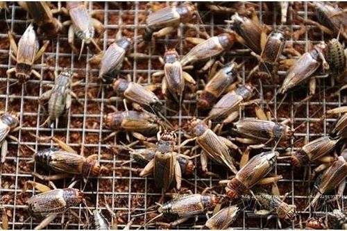 Nuôi dế thương phẩm, ông nông dân Tây Ninh thu nhập 70 triệu/tháng