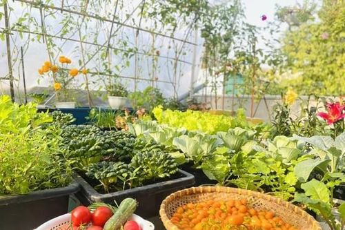 Bí quyết cải tạo sân thượng 20m2 để trồng rau chỉ với 5 triệu