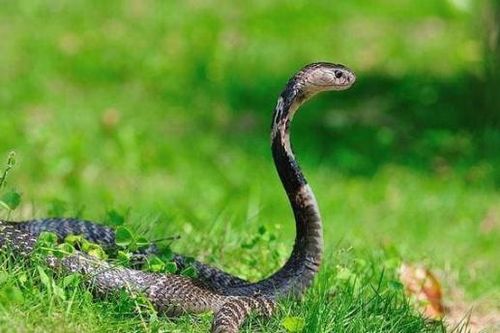 Loài động vật sở hữu 'vũ khí' khiến rắn sợ phát khiếp
