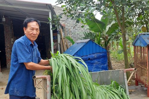 Hải Phòng: Người nông dân 'đất Tiên' làm giàu từ đôi bàn tay trắng