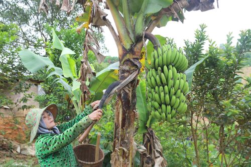 Người dân vùng biên giới Quảng Trị cải thiện thu nhập nhờ trồng chuối