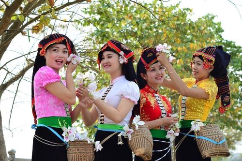 Hoa ban, loài hoa có nhiều ý nghĩa với đồng bào dân tộc Thái ở Điện Biên