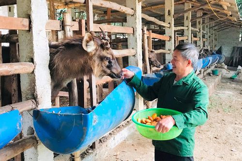 Phát huy phẩm chất 'Bộ đội Cụ Hồ' trên mặt trận phát triển kinh tế