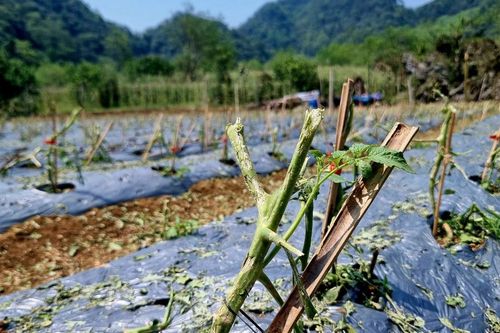 Cảnh tượng tan hoang chưa từng thấy sau mưa đá xối xả ở Sơn La