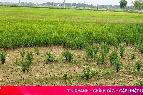 Thiếu nước cục bộ tại đồng ruộng Đức Thọ