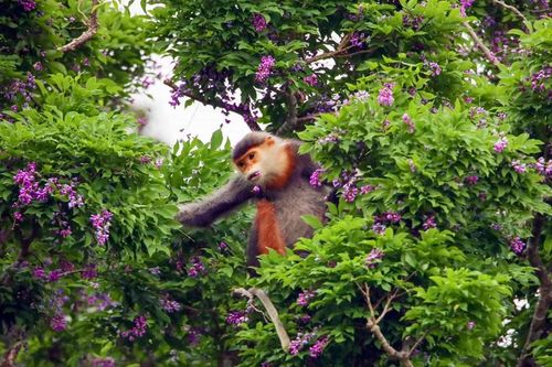 Khách du lịch thích thú khám phá mùa hoa tím trên Bán đảo Sơn Trà