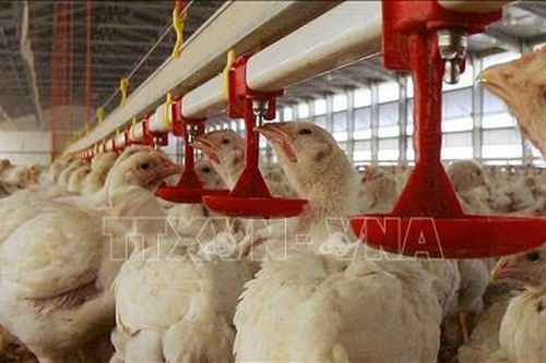 WHO kêu gọi thành lập mạng lưới toàn cầu phát hiện virus cúm gia cầm