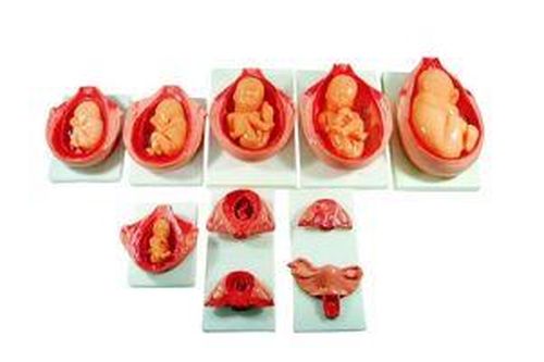 Xây dựng mô hình 3D phôi thai người 2 - 3 tuần tuổi